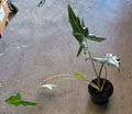 Sarian Alocasia